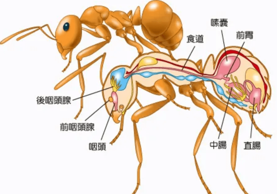 小蚂蚁身体结构图图片