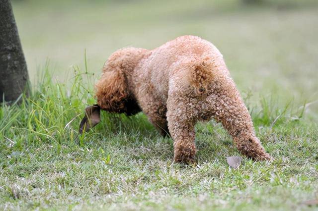 泰迪幼犬拉屎正常图片图片