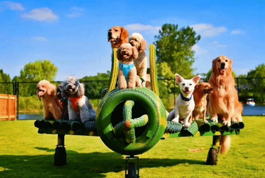 或遛弯,或奔跑这片小天地充满了爱意社区约200㎡专属萌宠乐园今天的