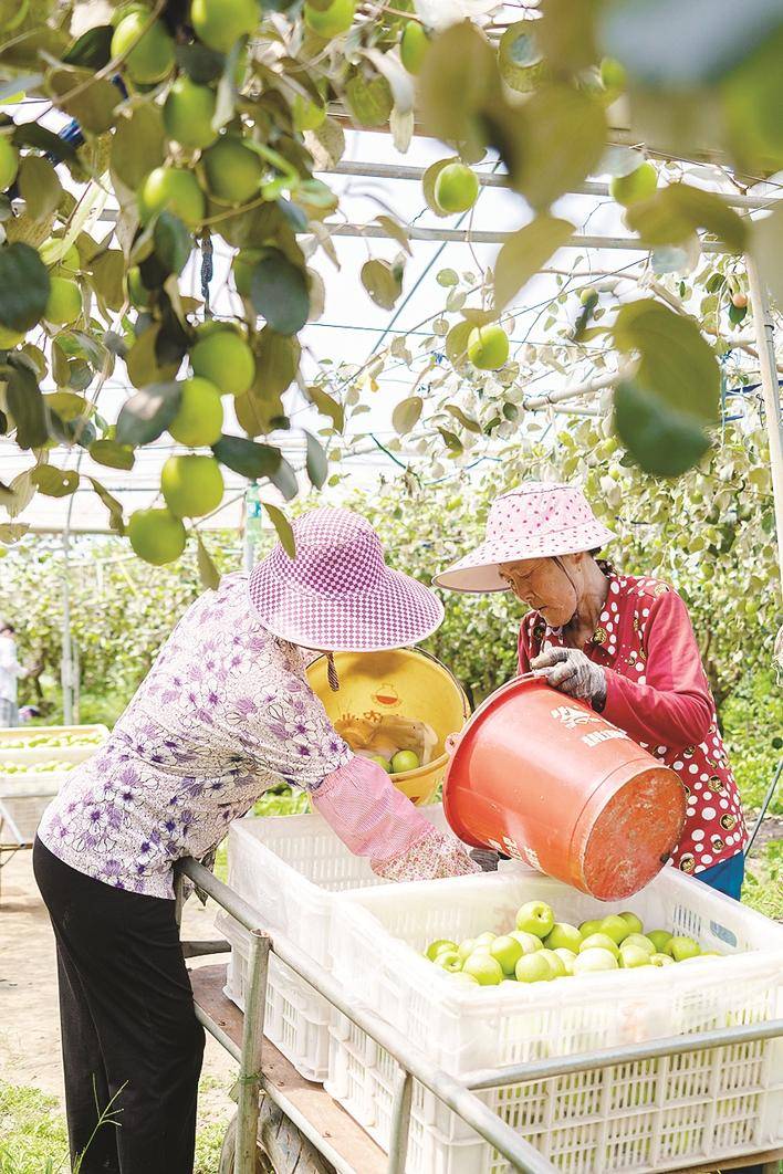 甜蜜青枣迎丰收