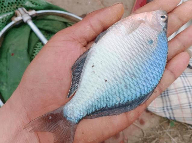 原创让钓鱼人头痛的鳑鲏最大能长到多大它真的毫无价值吗为什么