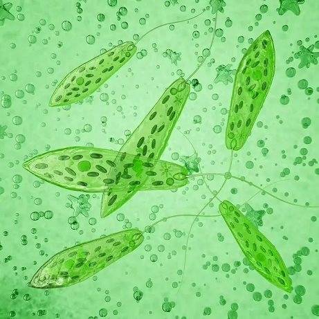 眼虫藻植物饮料功效图片
