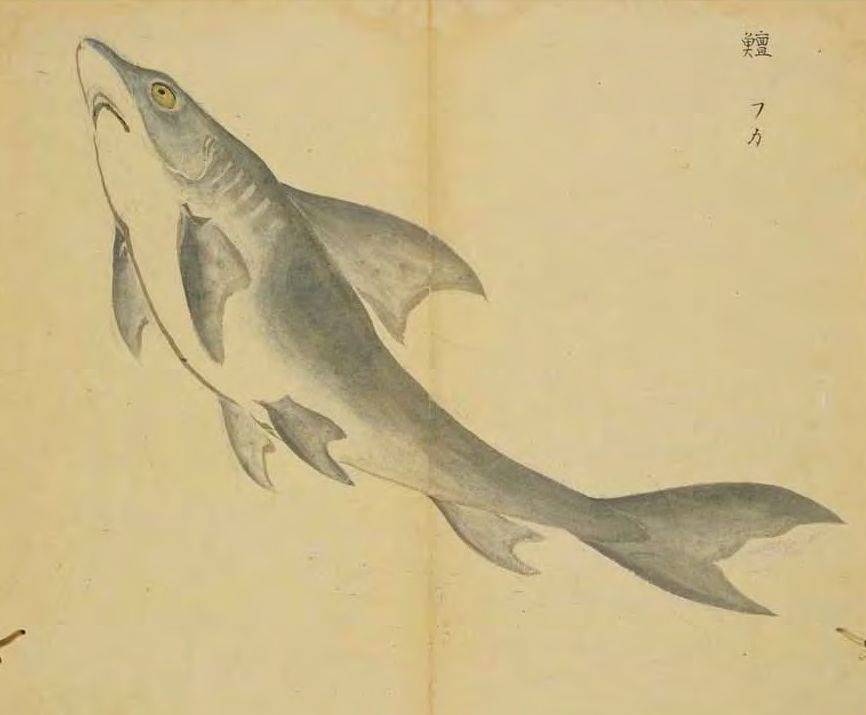 似鲟而短鼻,口在颔下,体有邪行甲,无鳞,肉黄,大者长二三丈,江东呼为