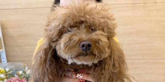 泰迪剪毛前看不清面貌,剪毛后成了"洋娃娃",确定是同一只狗?