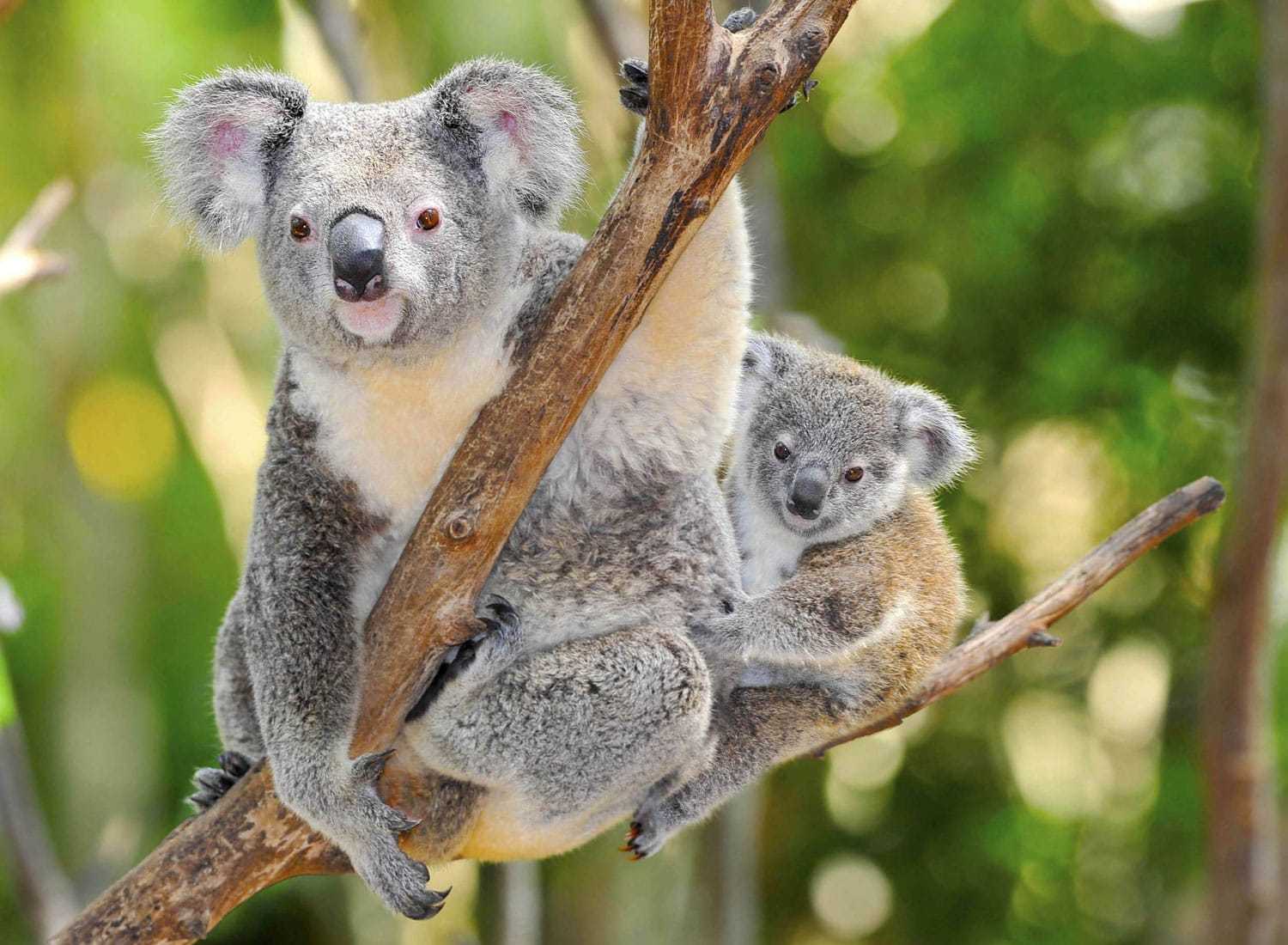 原创澳大利亚动物园