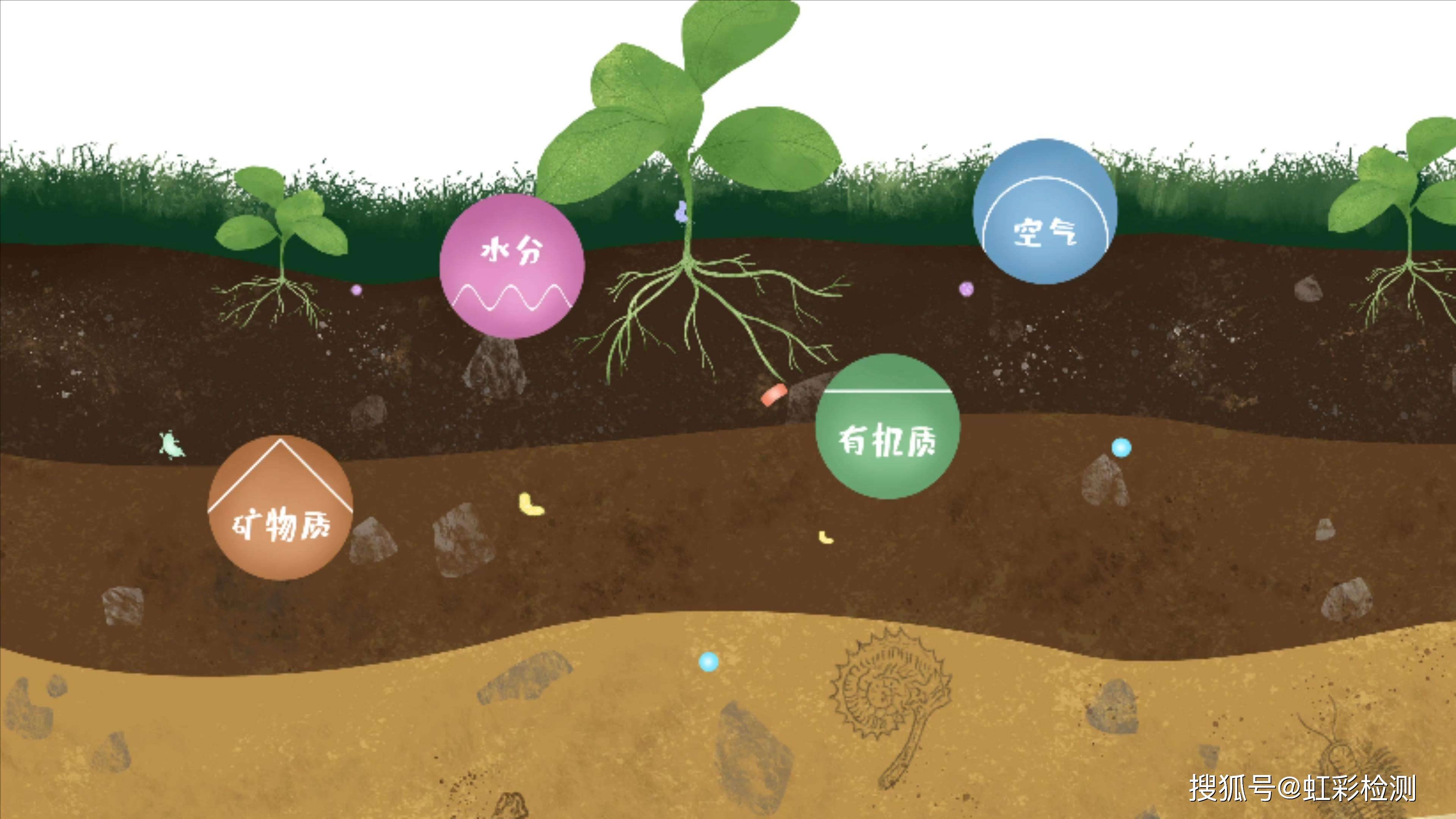 土壤微生物的分解作用图片