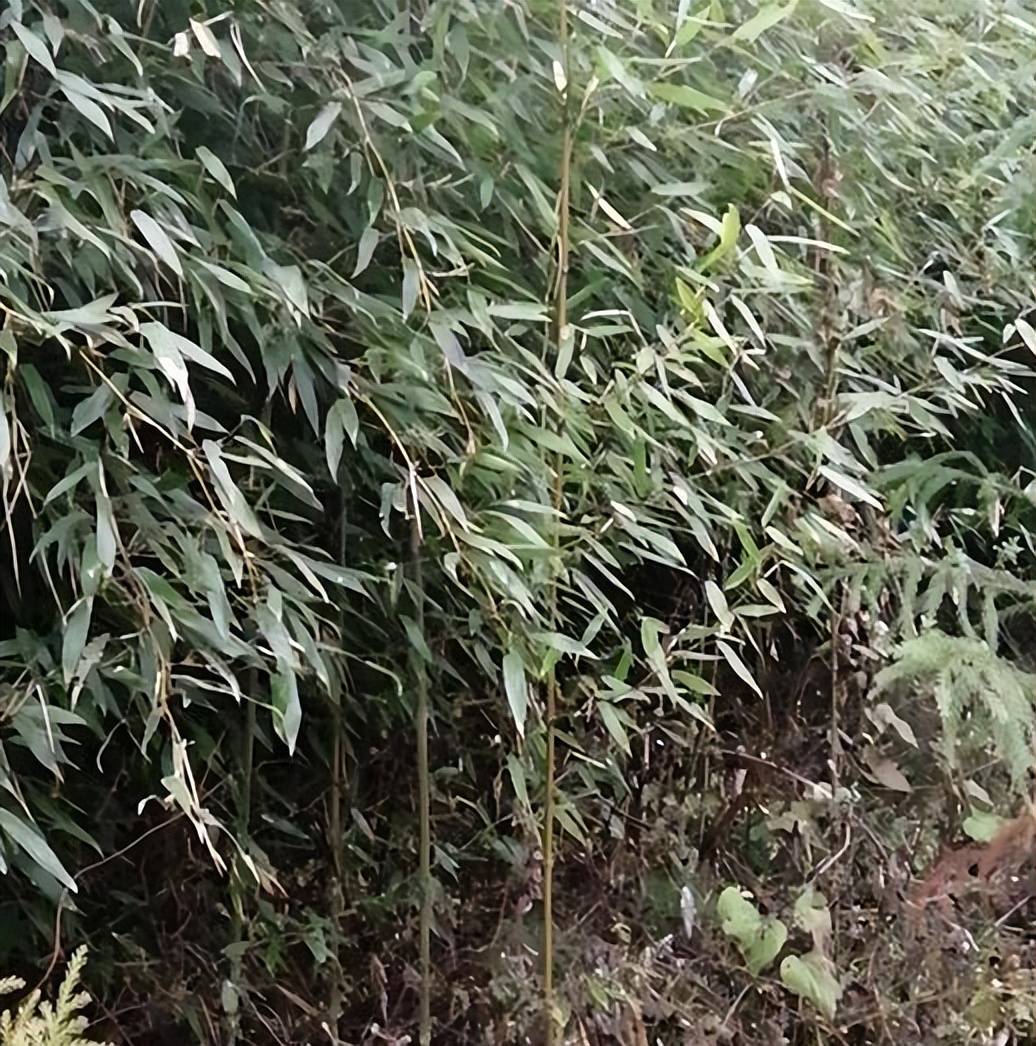 “竹子开花,马上搬家”,竹子开花真的会有“灾难”会发生吗?_竹林_竹米_毛竹
