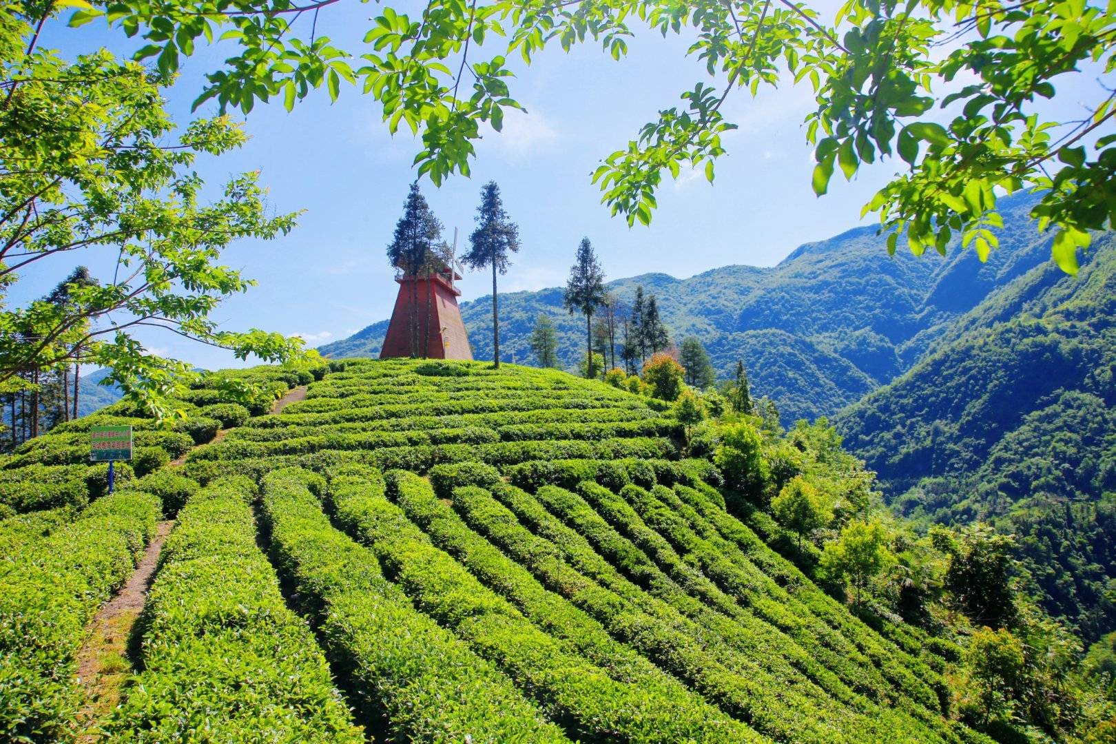 初夏,一起去镇巴兴隆镇,领略水韵茶乡魅力!_茶山_茶园_茶叶