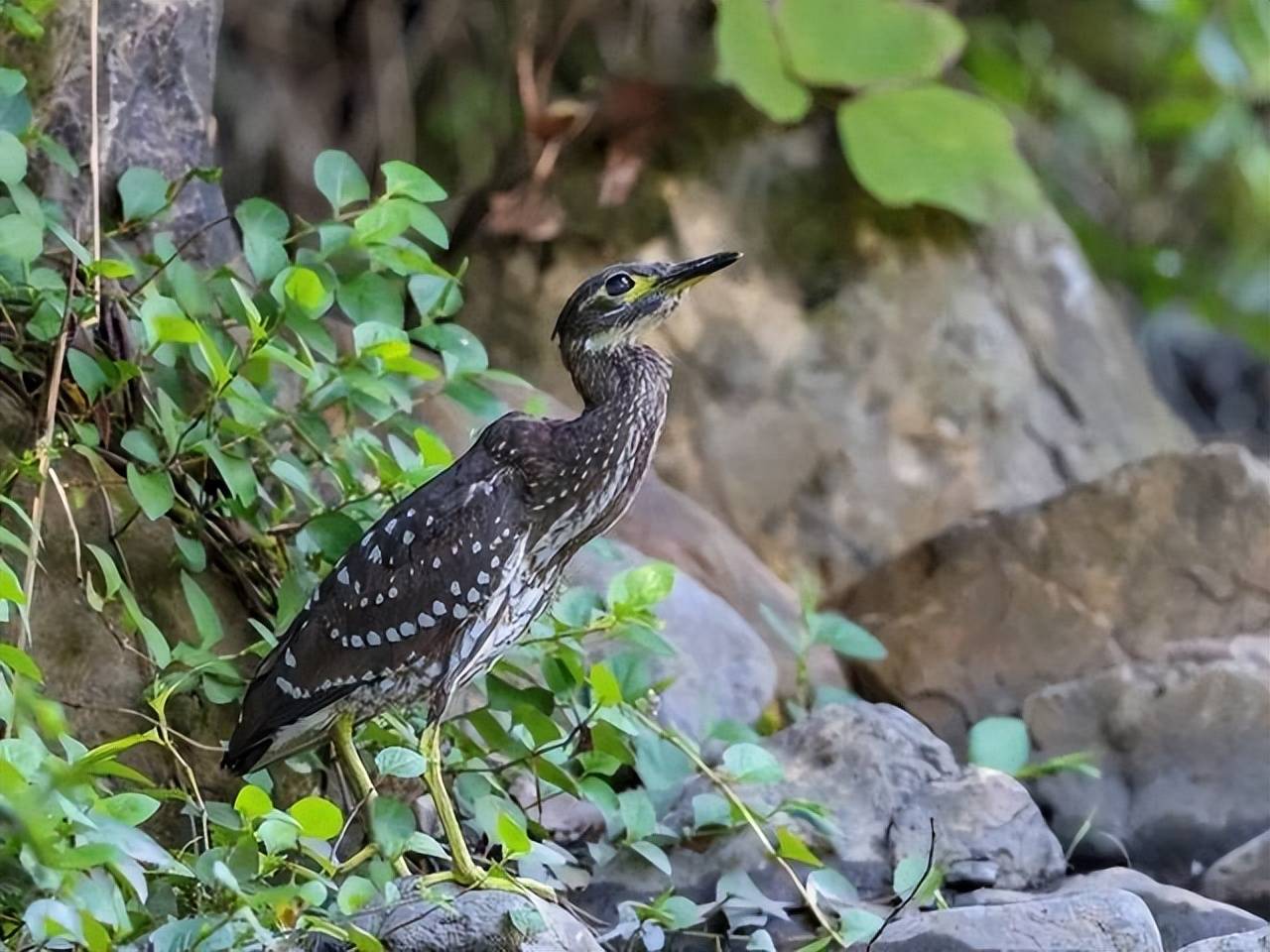 林鳽图片