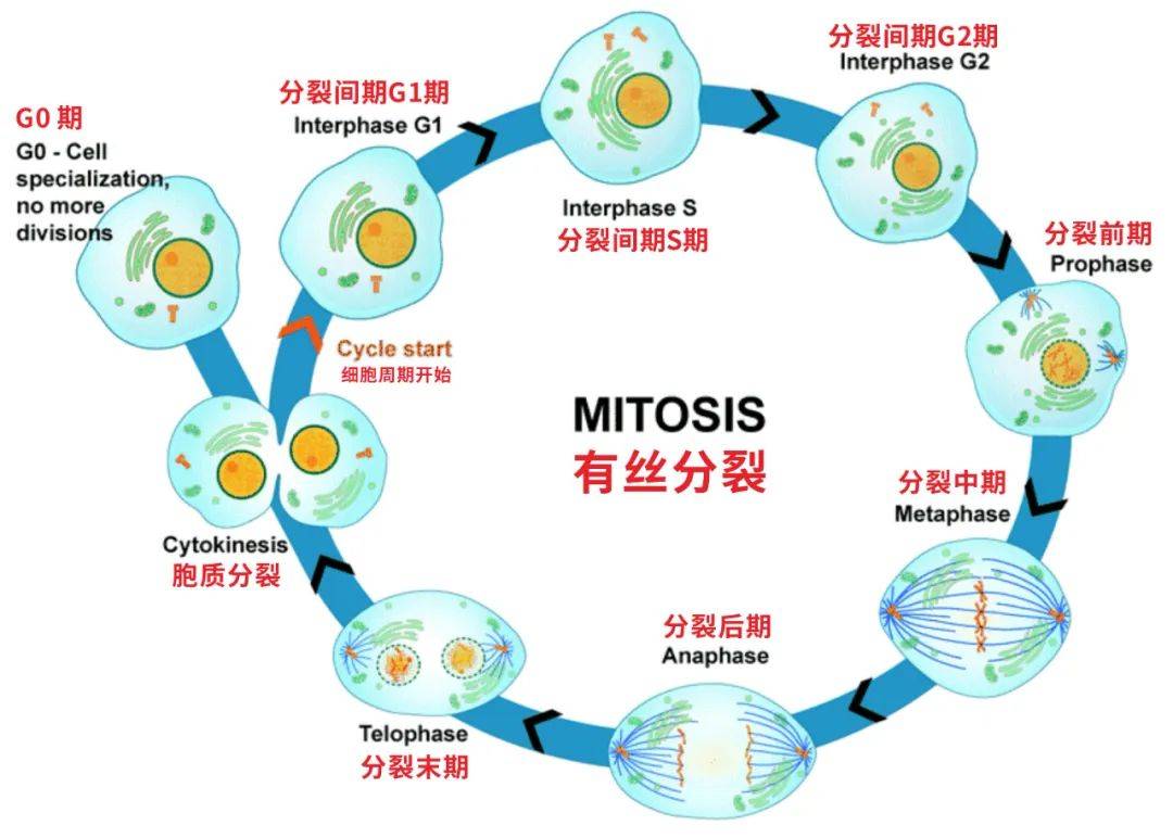 正常细胞会通过激活细胞分裂周期中 g1 期检查点基因来保护自己免受