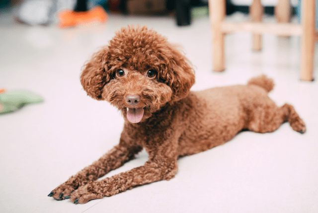 不管你养泰迪多久,如果你不懂"它",那你就out了_毛发_狗狗_贵宾