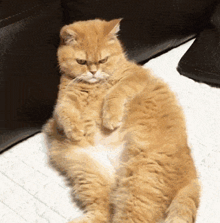 猫咪冷知识有哪些养了橘猫后才知道的事情