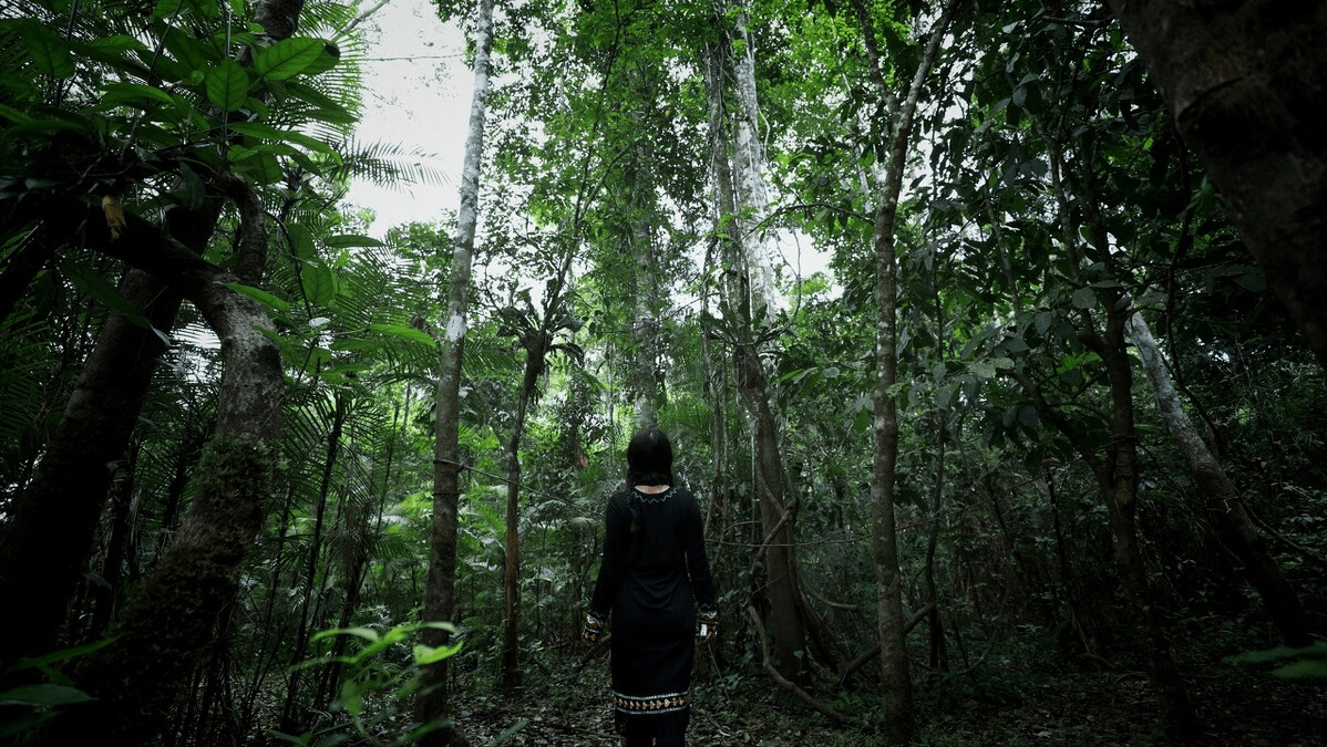 热带雨林的照片恐怖图片