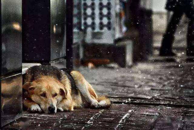 一只狗淋雨的伤感图片图片