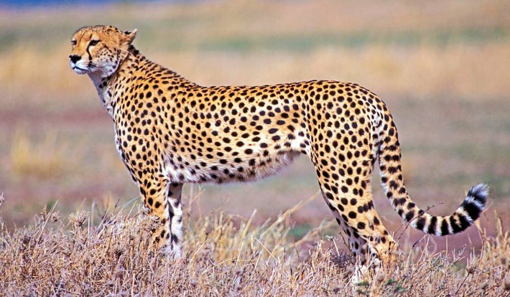 游隼竟然比高铁都快_速度_猎豹_角马