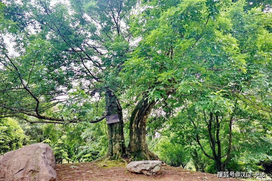 全球仅湖北独有的“对节白蜡” 东湖风景区内有一棵300多岁了