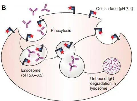 抗体工程改造研究 ∣ 盘一盘 FcRn“新生儿”Fc受体_药物_淋巴细胞_结构