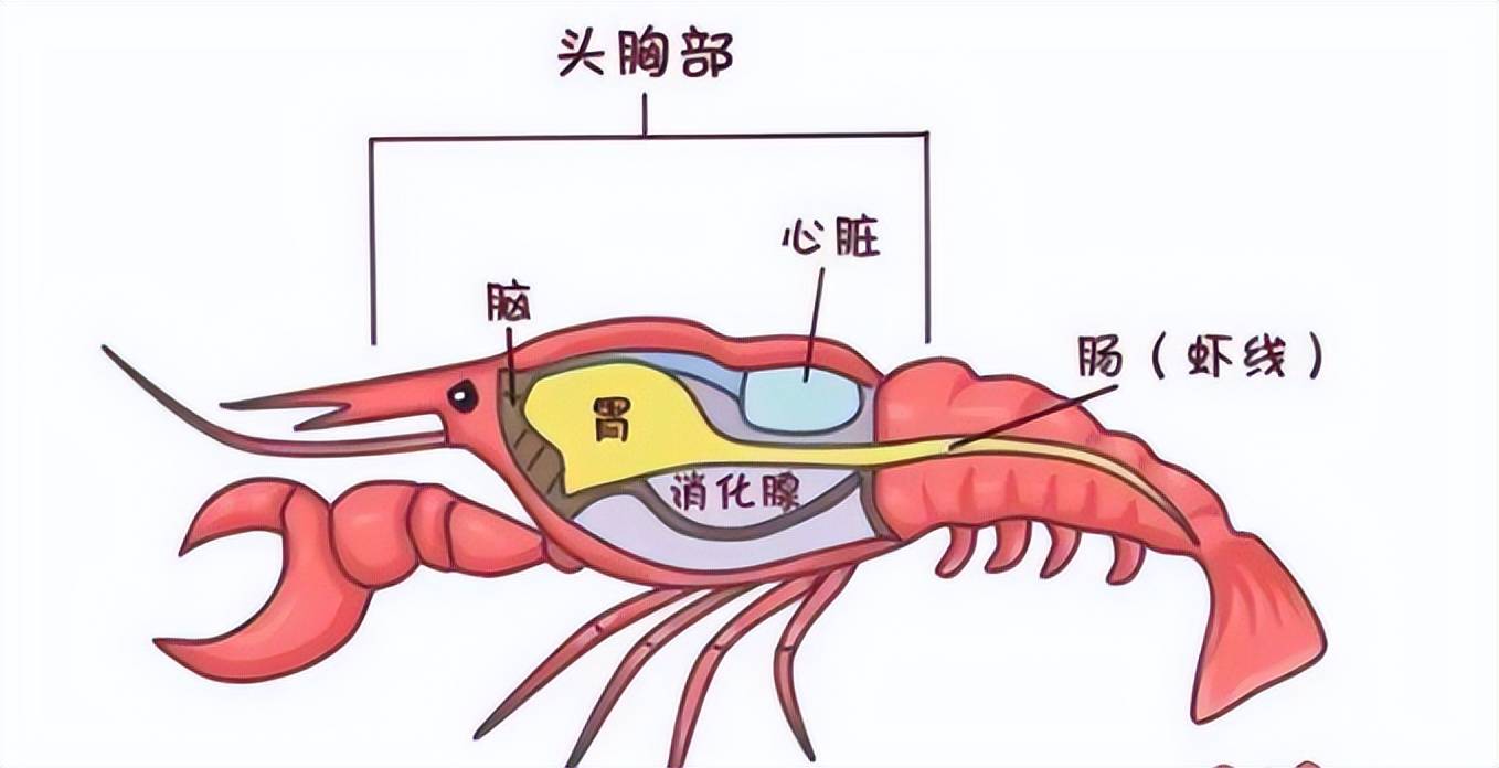小龙虾的身体结构图片