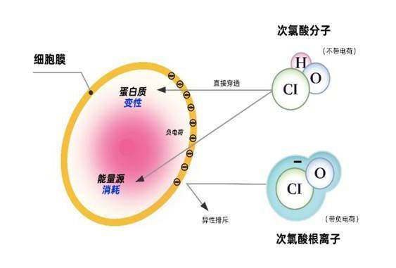 与病毒的蛋白,核酸等发生氧化反应,同时次氯酸分解出来的氯离子还会