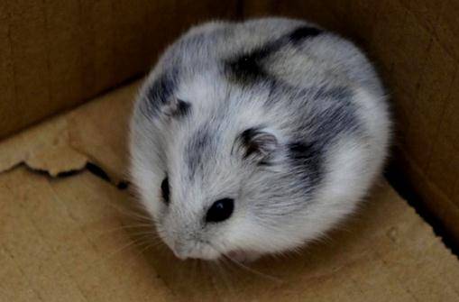 一线仓鼠怎么养一线仓鼠的喂食要点