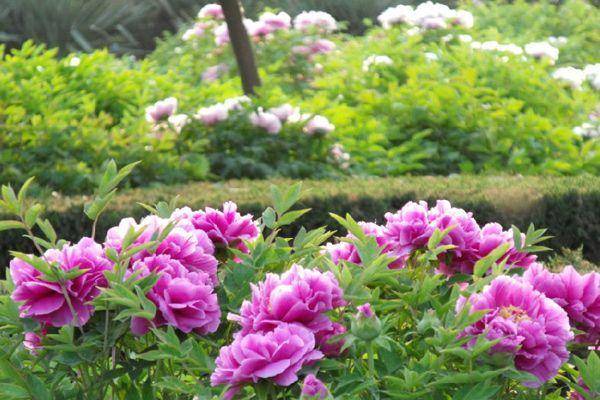 彭州丹景山牡丹花最合适的观赏时间在什么时候？