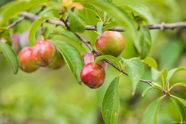 桃李李子苗基地李树苗的种植技术