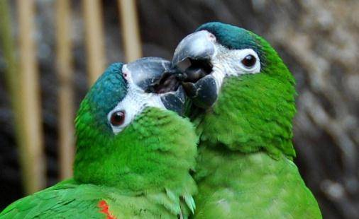 红肩金刚鹦鹉产自哪里?红肩金刚鹦鹉的简介_繁殖_巢箱_羽毛