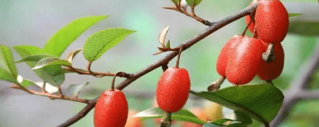 胡秃子常见有几种你家有种吗