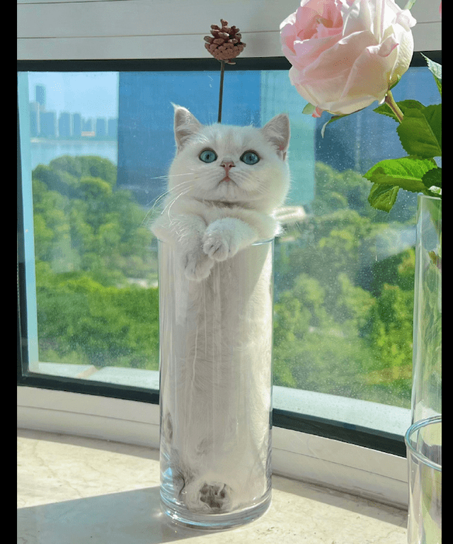 原创网友买了花瓶要装花没想到猫咪却钻了进去变成了一瓶猫