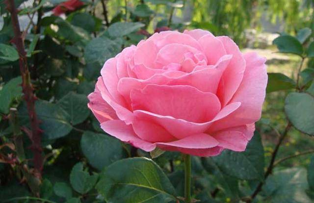 詹森月季花的优点和缺点分别是什么?