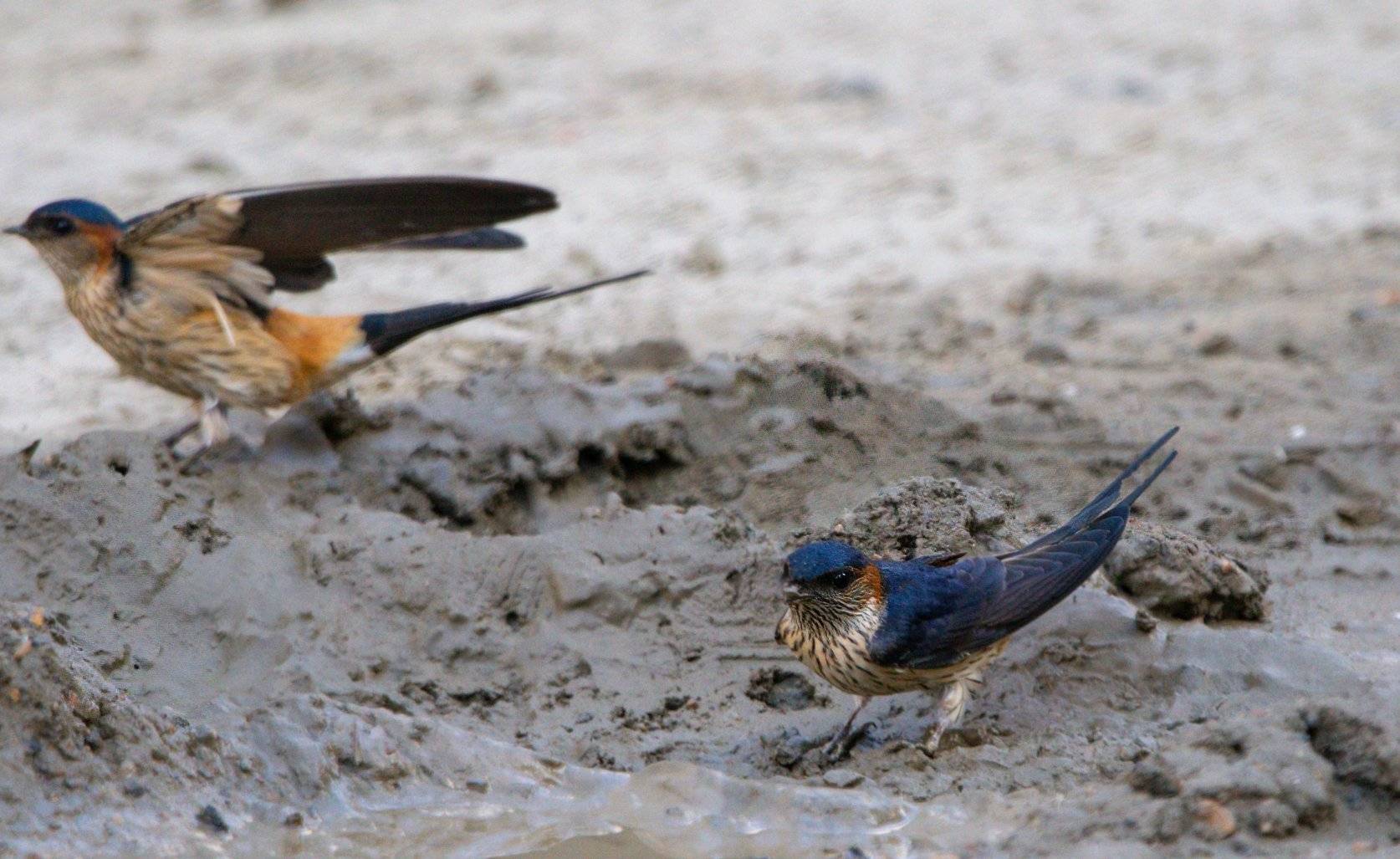 一年前在路上救了一只金腰燕,一年后它携爱妻一起回家来筑巢_鸟儿