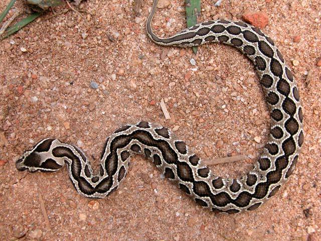 令人肾亏的毒蛇一条安静美男子全村吃饭系列圆斑蝰蛇