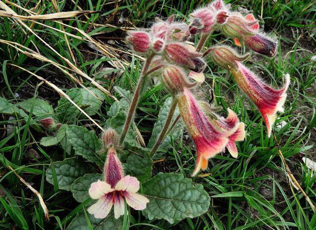路边这一种"粉花",养成盆栽巨好看,花友邻居:我酸了