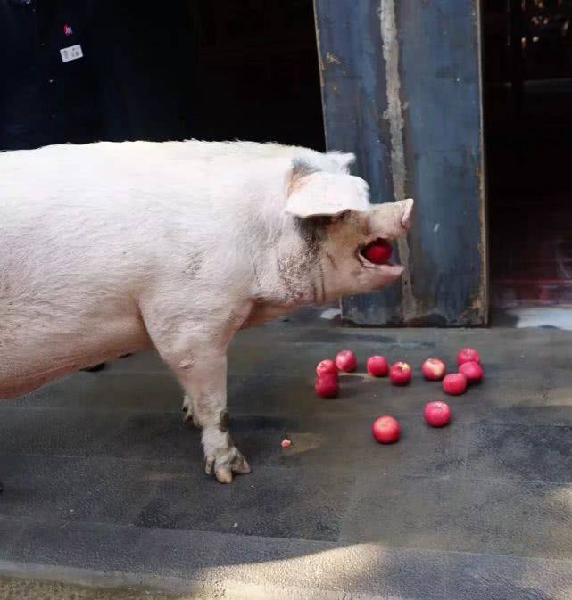 13岁的"猪坚强"已经相当于人类100岁_汶川_地震_樊建川