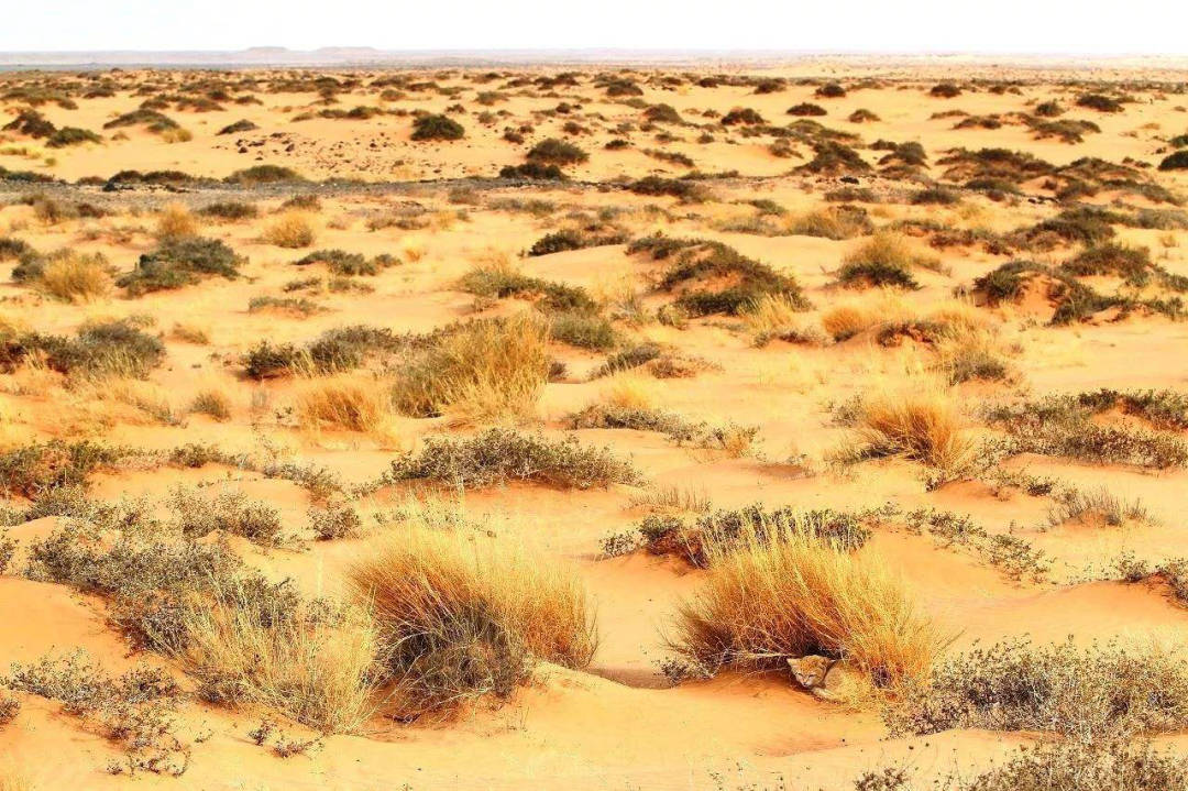撒哈拉沙漠的深度有多少?若将沙漠的沙子挖空,会看到什么?