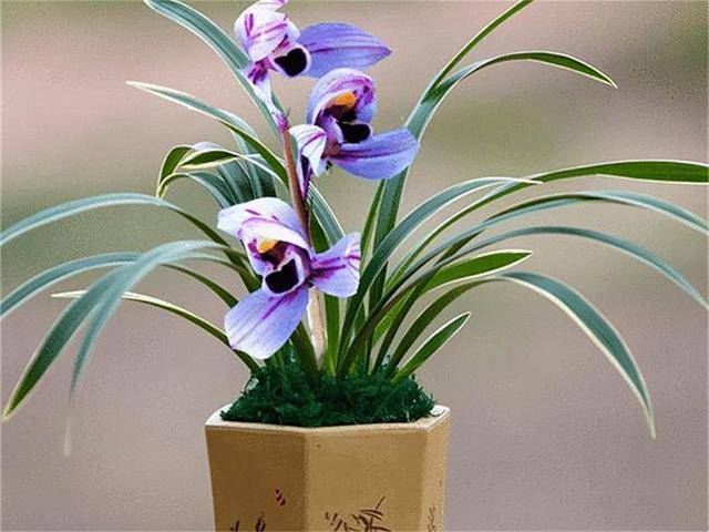 “顶级色花”—紫月荷，不养一盆太可惜，兰香浓烈，花期长