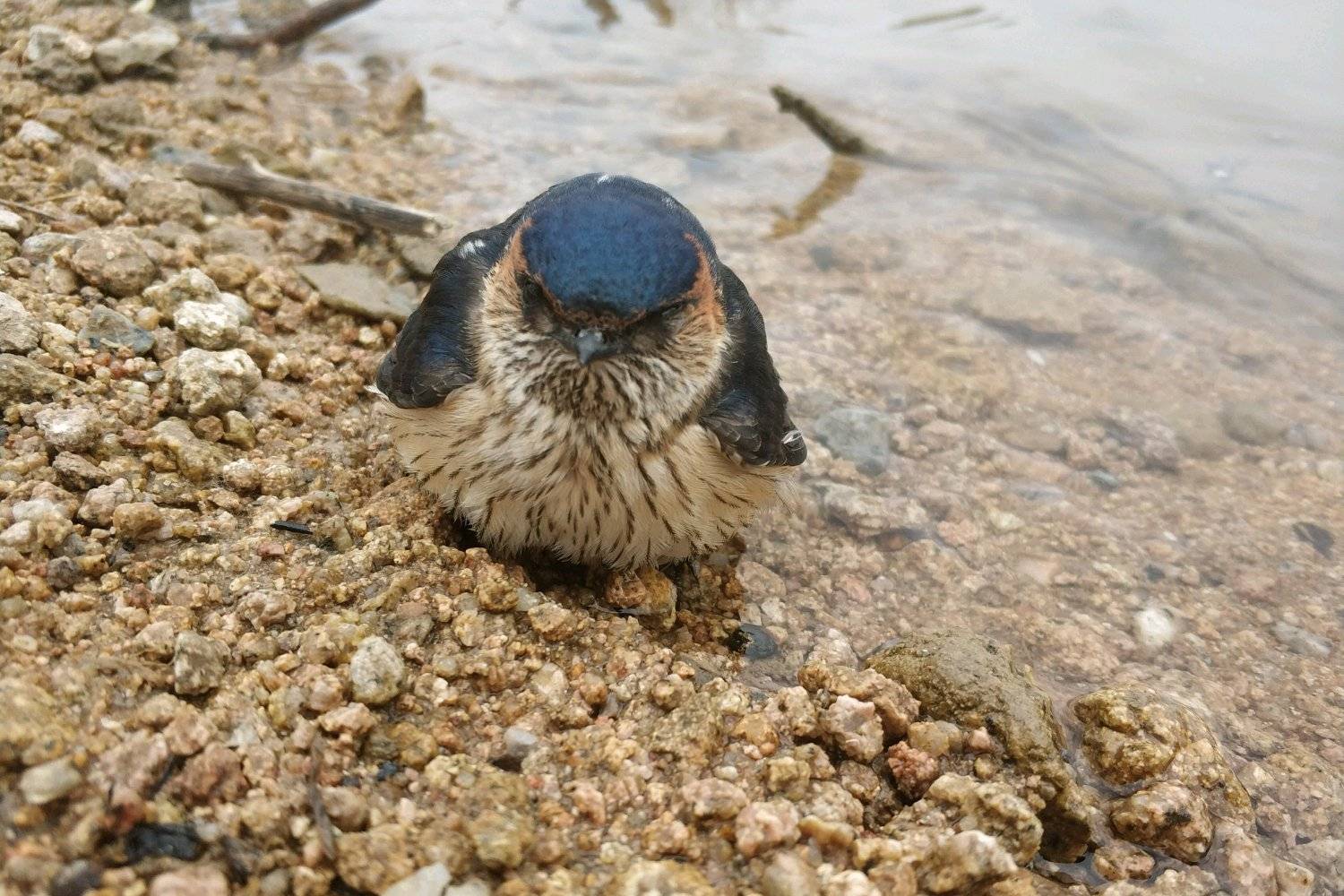 原创一年前在路上救了一只金腰燕一年后它携爱妻一起回家来筑巢