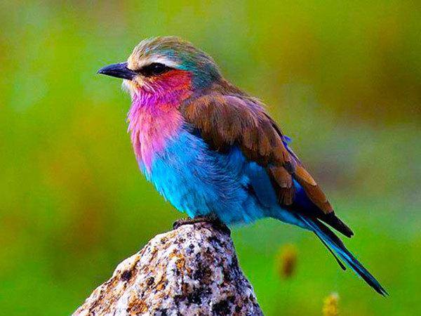 世界上最美羽毛的鸟图片