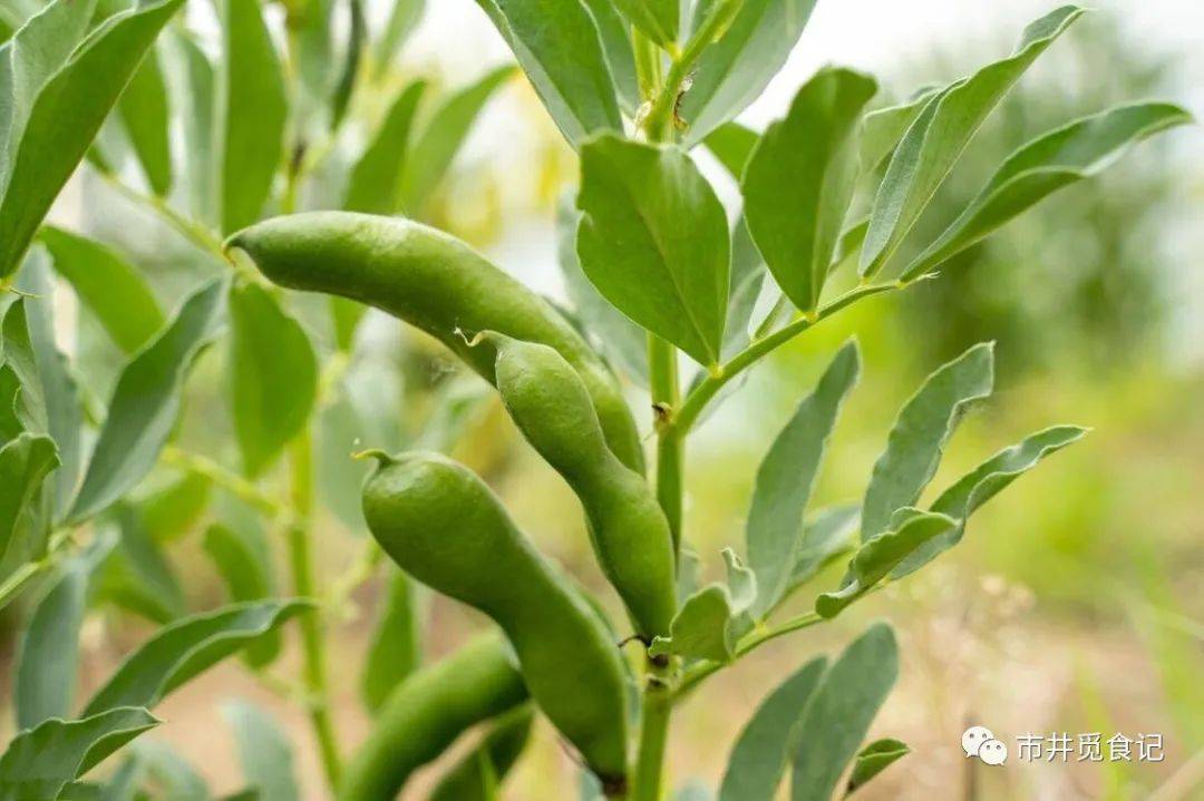 夏吃豆胜过肉建议多吃6种豆子高钾高钙天热了要懂得吃