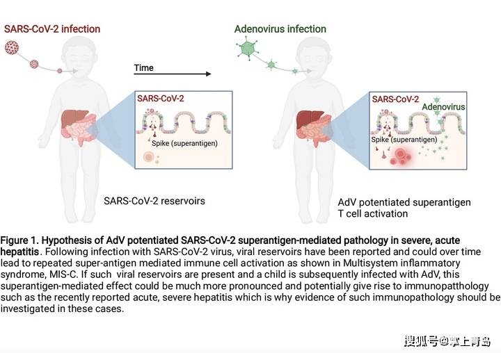 不明原因儿童急性肝炎最新发现：或与<a href=//www.styjt.com/ target=_blank class=infotextkey>新冠</a>病毒超级抗原相关插图