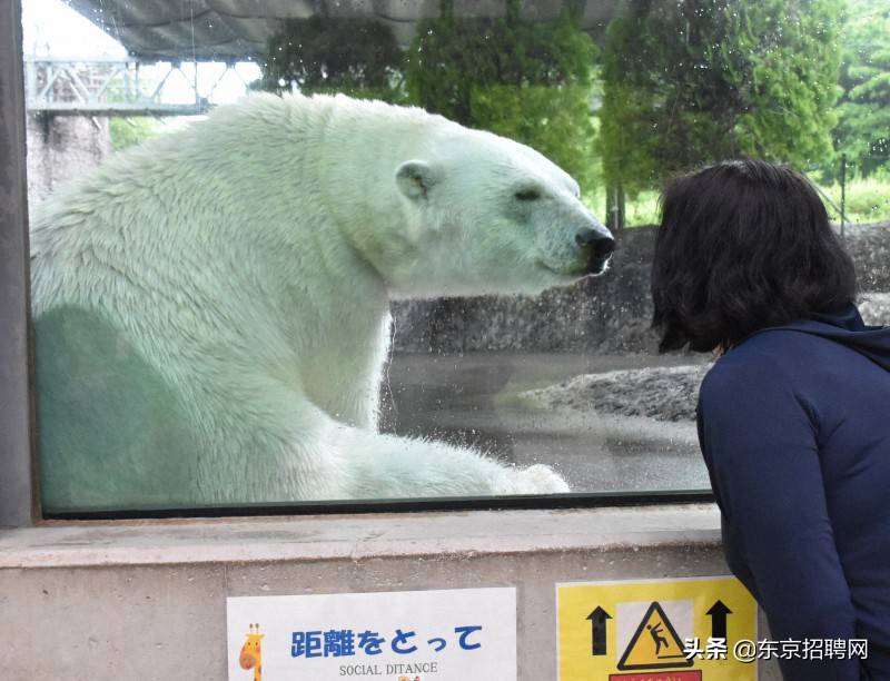 日本多地动物园重开，动物盯住游客不放！熊猫将归国引粉丝不舍…