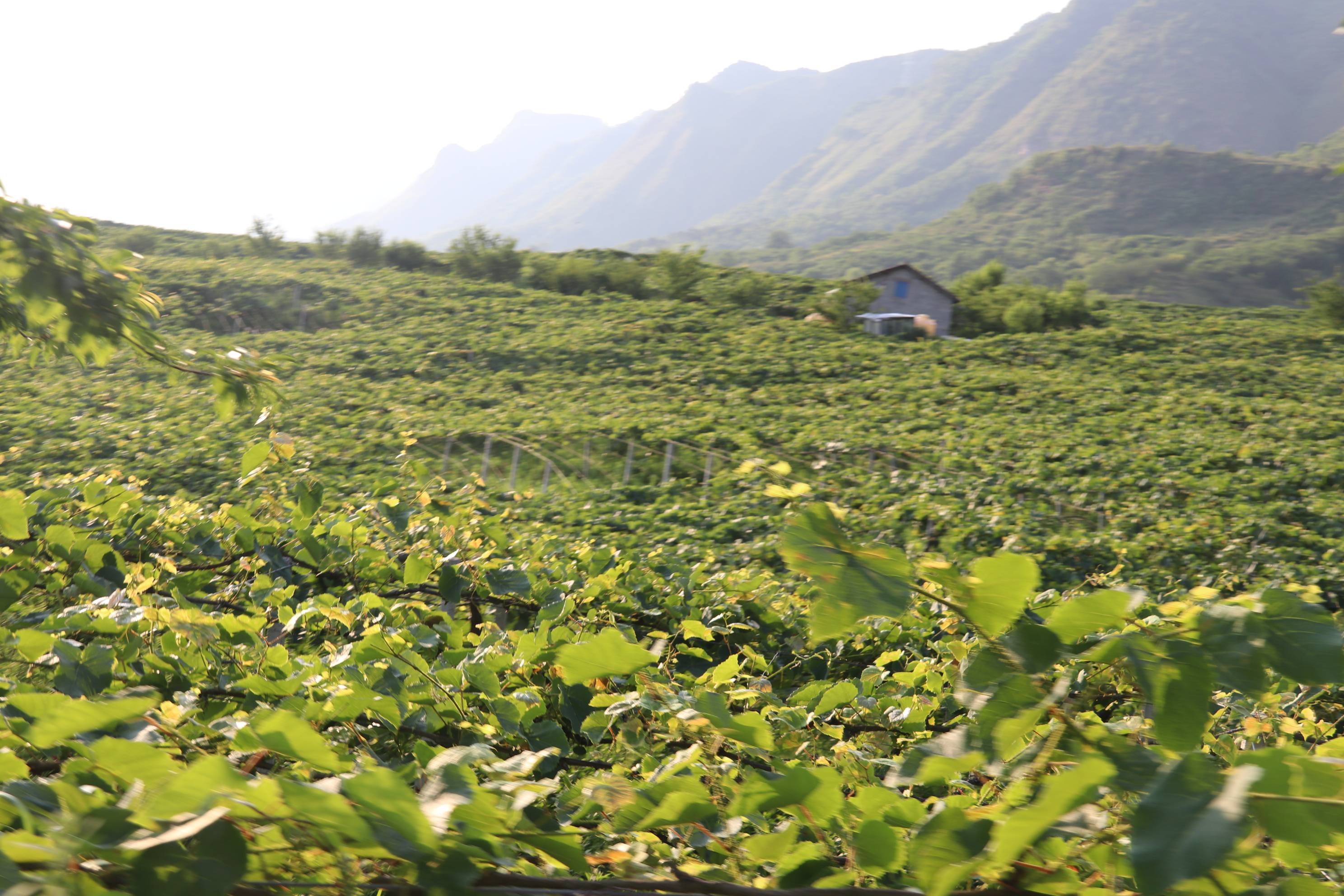 紫云自治县火花镇打造四季果园为乡村振兴添彩助力