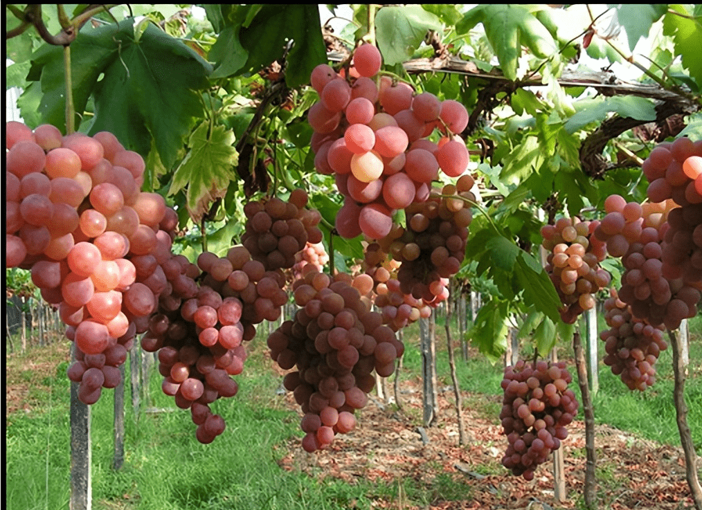 露地葡萄种植技术视频(适合露地种植的葡萄品种)