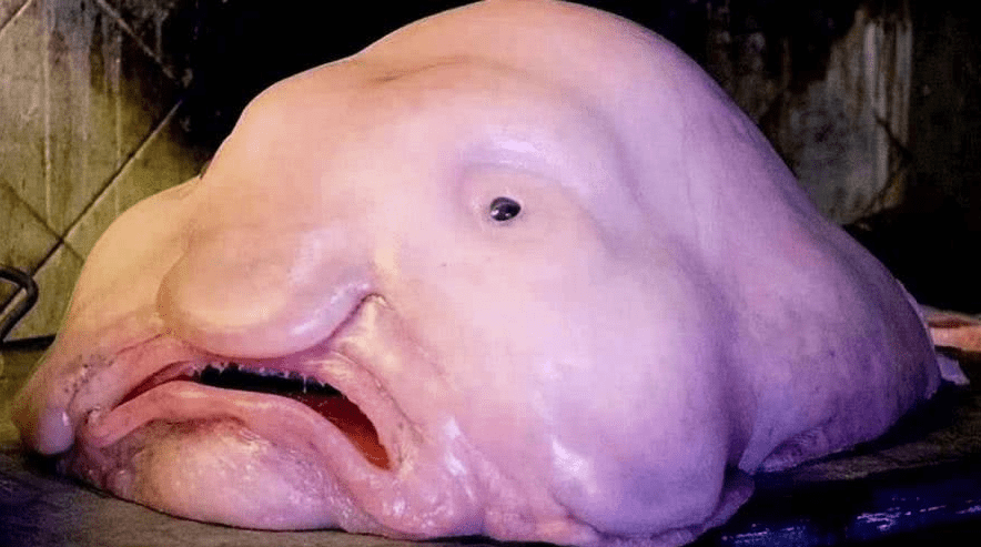 因为长的丑而濒临灭绝的动物它到底有多丑多特别