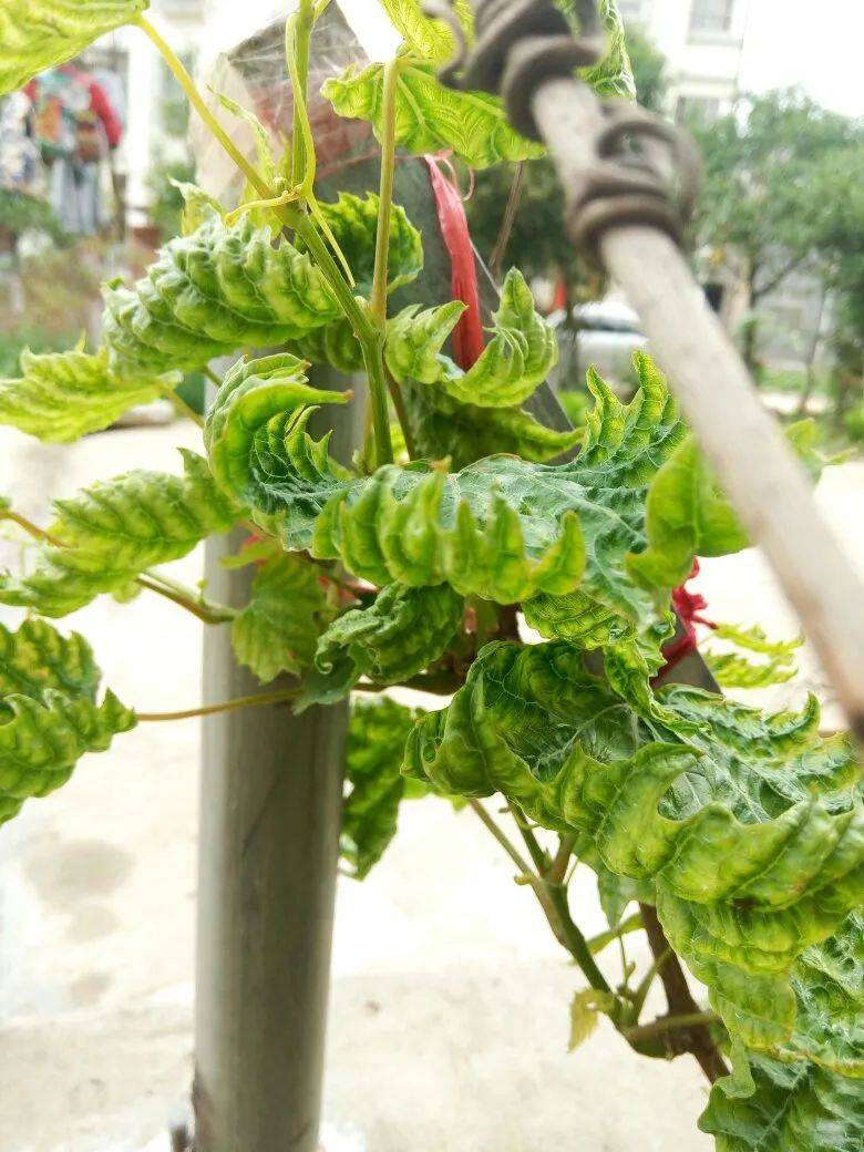 葡萄出现叶片卷曲是什么原因?怎么防治?