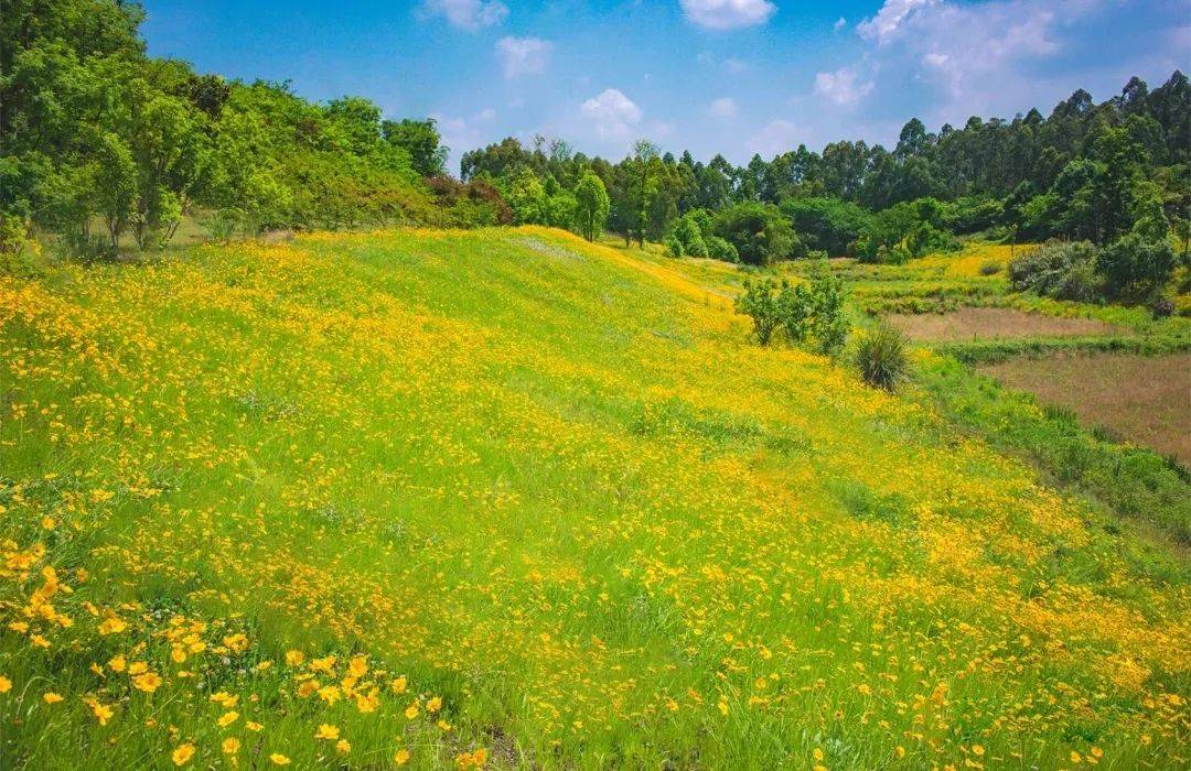 成都南门鹿溪河公园，小黄花开遍山野，现在人少！