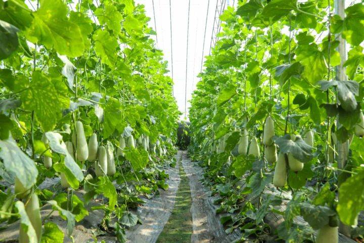 甜瓜_羊角_瓜籽