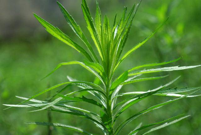农村厕所边的植物野草有酒的香味人称酒香草价值珍贵