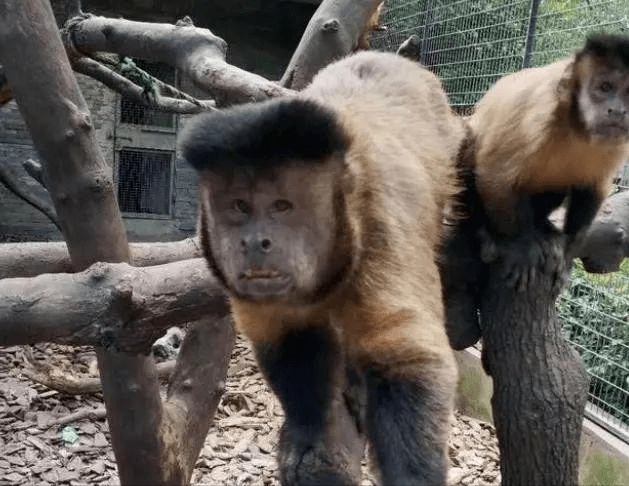 浙江动物园猴子出现"国字脸"!到底是自然而生,还是基因突变?