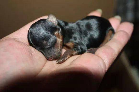 三,养茶杯犬,也是一件很费心费力的事情跟正常的